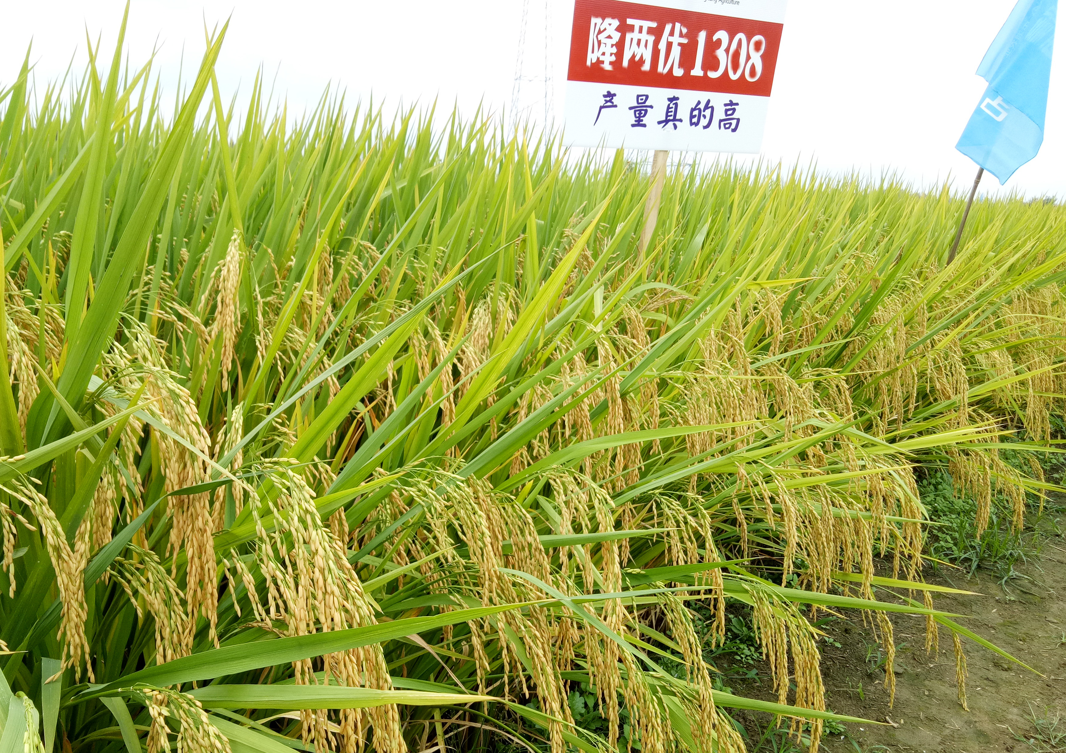 隆兩優(yōu)1308