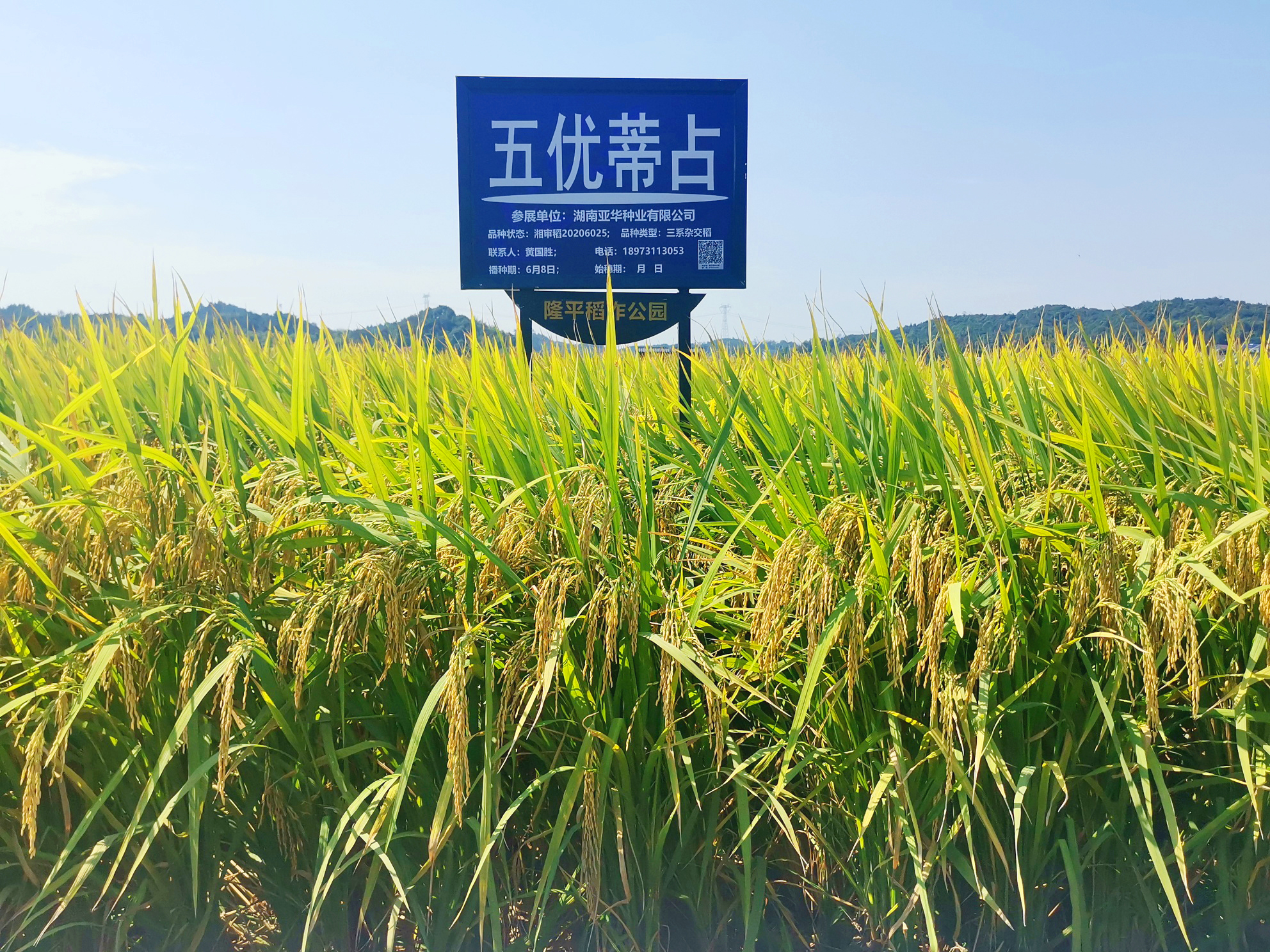 五優(yōu)蒂占